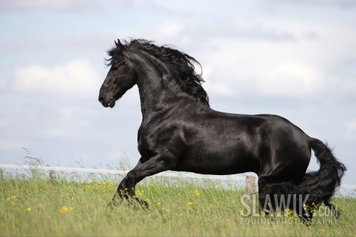 Friese_Elvis_050