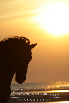 Friese_Reiten_Strand_60758