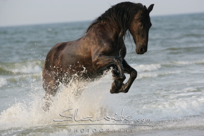 Friese_Sjoukje_60731