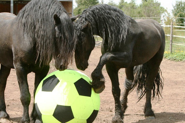 friesian