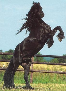 friesian3