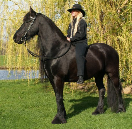 Friesian - Vee for web