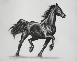 Friesian_by_Angela_T