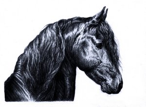 Friesian_by_Embers