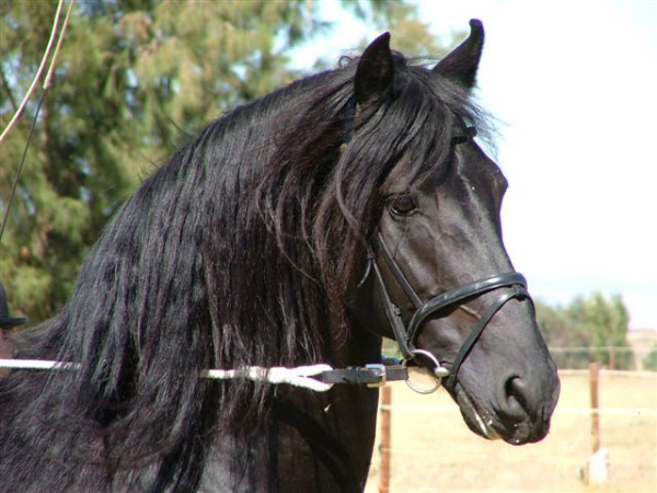 friesian_eibert2