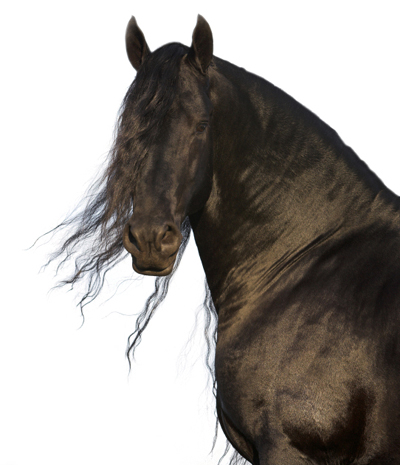 friesian_horse