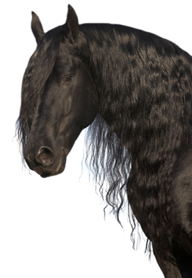 friesian_horse2