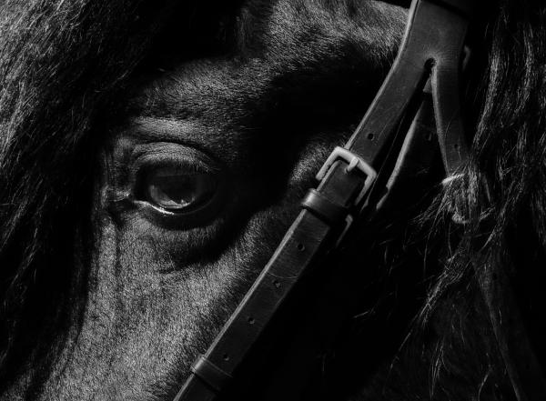 friesian-horse-sue-fulton