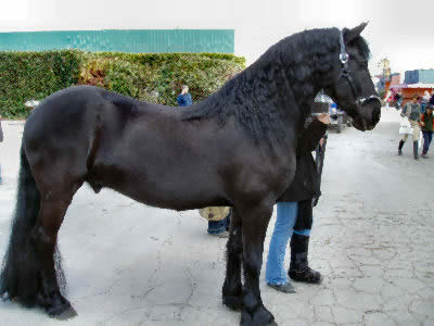 FriesianHorseWPL_Ap5H