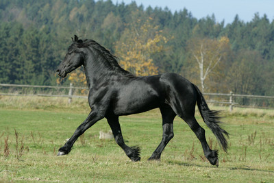 frisky_kun_3--400x300