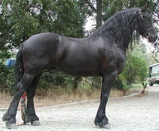 HalestormFriesan