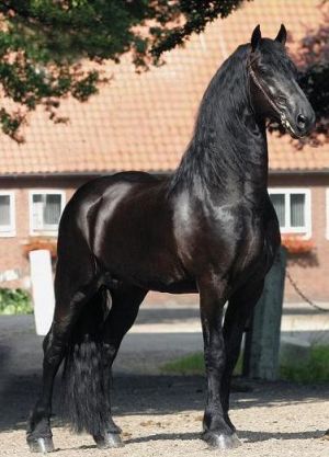kone