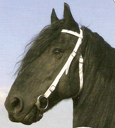 skenovat0008