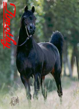 Timothy