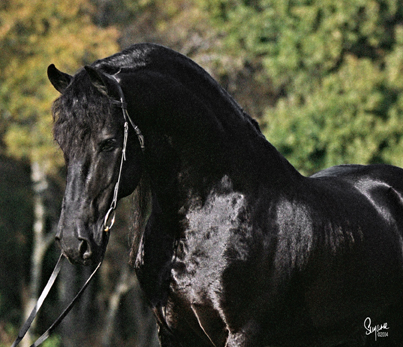 Topline