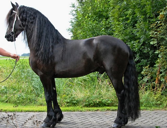 612_blackEfriesianEhorses