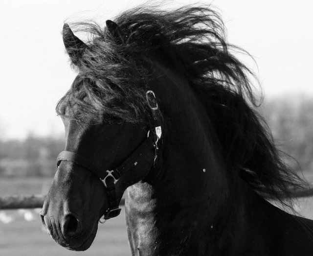 612_blackEfriesiansEforEsale