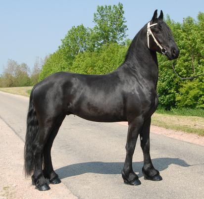 69220503_1-Pictures-of-frisian-horses-for-adoption