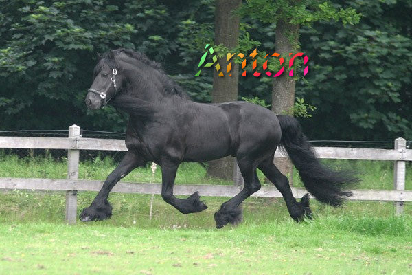 Anton_343_2