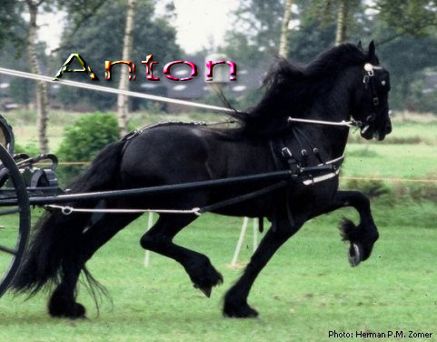 Anton_343_MD1-BU