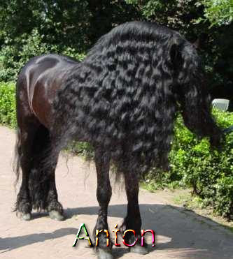 Anton_343_TN4-BU