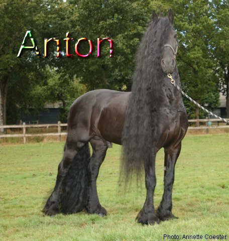 Anton_343_TN6-BU