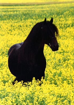 doniusdaisies